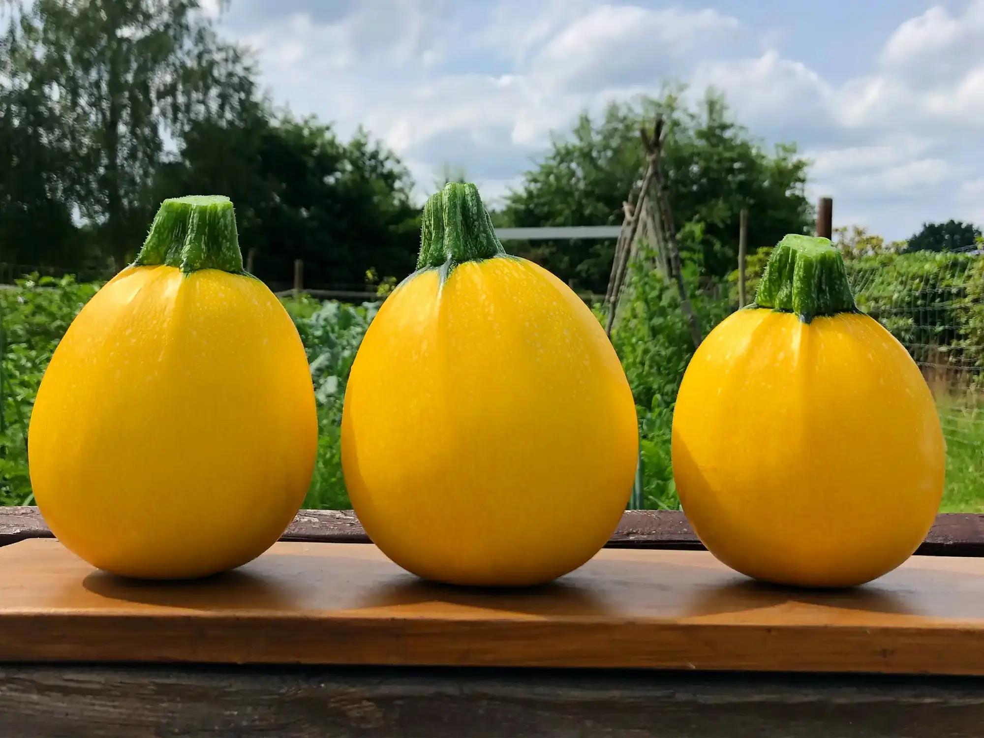 Blick über das Tomatengewächshaus der Gärtnerei Ritter in Bendestorf