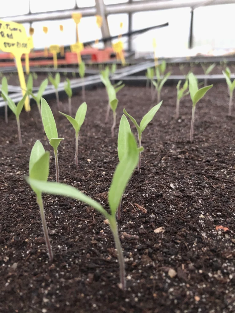 Gemüseanbau Jungpflanze Tomate