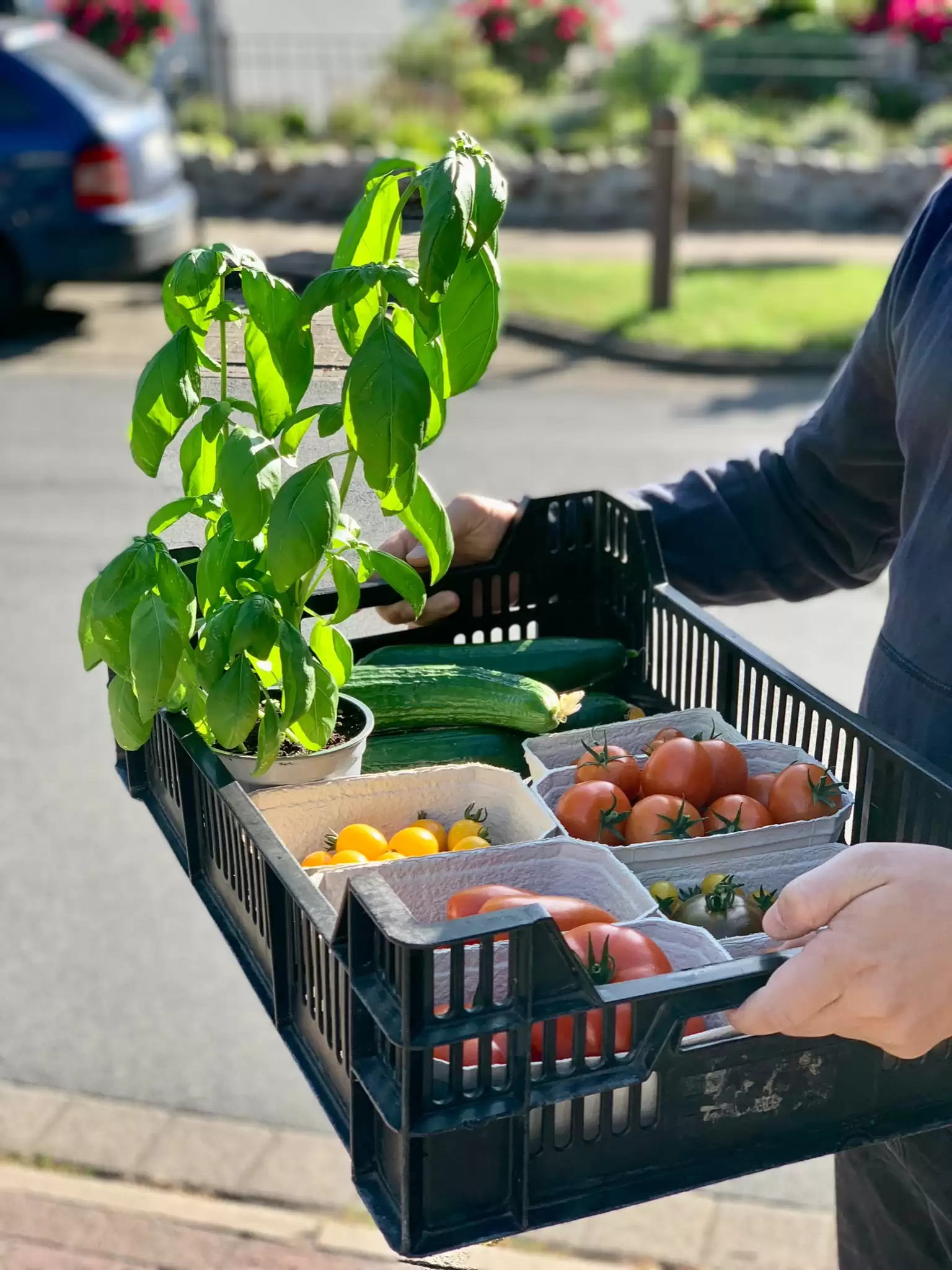 Marienkäfer und nützliche Insekten zwischen den Salatreihen